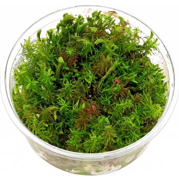 Rotala wallichii