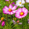 Krasuľka perovitá Cosmira Bicolor - Cosmos bipinnatus - predaj semien - 20 ks