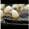 Slimák Ampulária biela - Ampullaria australis
