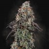 Paradise Seeds White Noise semena neobsahují THC 10 ks