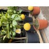 Citrus Pomelo - výška 60/80cm (Iba tri exkluzívne kusy!)