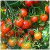 Paradajka Sweetie - Solanum lycopersicum - semená paradajky - 6 ks