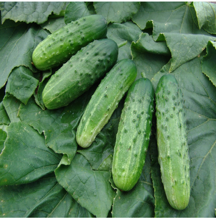 Uhorka nakladačka Altaj F1 - Cucumis sativus - semená uhorky - 15 ks