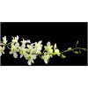 Foto obraz sklo tvrzené orchidea 100x50 cm