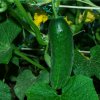Uhorka Najada F1 - Cucumis sativus - semená - 15 ks