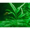Hygrophila polysperma