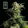 Seedsman White Widow semena neobsahují THC 100 ks