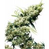 Sensi Seeds Jamaican Pearl neobsahuje THC 5 ks