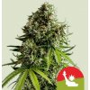 Royal Queen Seeds Cannabis Seeds NYC Sour D Auto 1 ks
