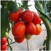 Paradajka Sonet F1 - Solanum lycopersicum - semená - 20 ks