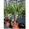 Trachycarpus fortunei vo výške 115 cm
