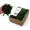 KreaBox - Papraďový mach - Fern moss
