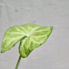Syngonium White Butterfly baby
