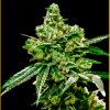 Anaconda Seeds - White Widow 3 ks - Semienka neobsahujú THC