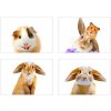 IMPOL TRADE SPSC 13063 SK1 Samolepky na stenu selfie morča a králiček, rozmer 45 x 65 cm