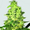 Nirvana Super Skunk regular semena neobsahují THC 10 ks