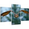 Obraz letiaci sovy (Obraz 90x60cm)