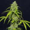 Eva Seeds - Orange Kush Auto 6 ks - Semená neobsahujú THC