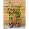 Magnólia veľkokvetá (Magnolia grandiflora ´Alta´) veľkosť 85-100cm