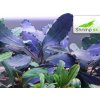 Bucephalandra deep blue