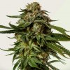 Kera Seeds - NLX Diamond Auto 1 ks - Semená neobsahujú THC