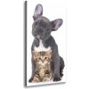 Vertikálny foto obraz na plátne do obývačky Pes a mačka 50x100 cm