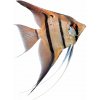 Aquascaperi Skalár Amazonský Rio Itaya - Pterophyllum scalare / Rio Itaya