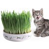 Trixie Keramická miska s trávou pre mačky
