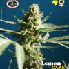 Big Buddha Seeds - Lemon Cake 5 ks - Semienka neobsahujú THC