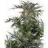 Sensi Seeds Cannabis Seeds Dosimosa Feminized 5+2 ks