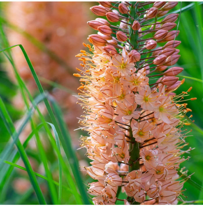 Fakľa Romance - Eremurus - hľuzy fakle - 1 ks