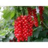 Ríbezľa červená (Ribes rubrum) ´DETVAN´ - skorá 50-60 cm, kont. C2L - KRÍKOVÁ