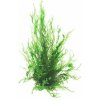 Taxiphyllum spec. Flammenmoos