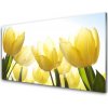 Obraz plexi Tulipány kvety lúče 100x50 cm