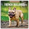 French Bulldogs Französische Bulldoggen 16-Monats 2026