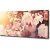 Foto obraz na plátne do obývačky Kvety višne 100x50 cm
