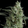 Pyramid Seeds Kryptonite semena neobsahuji THC 50 ks