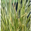 Acorus calamus Gramineus – košík 9x9 cm