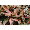 Cryptocoryne Florida Sunset (Košík Ø 5,5 cm)