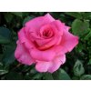 Ruža popínavá Parfum Royal, výška 150 -180 cm, kvetináč 5 l