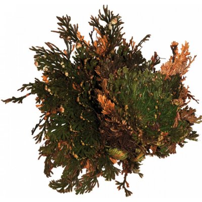 Lucky Reptile Rose of Jericho rastliny