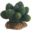 Hobby Kaktus Atacamma 7 cm