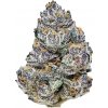 Fastbuds Rainbow Melon Semena neobsahují THC 10 ks
