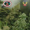 Big Buddha Seeds - Bubble Cheese 5 ks - Semienka neobsahujú THC