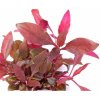 Dennerle Alternanthera reineckii Purple In-Vitro