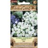 Zvonček karpatský nízky zmes farieb MoravoSeed