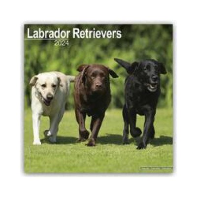 Labrador Retriever 16-Monats 2024