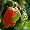 BIO Paradajka San Marzano - Solanum lycopersicum - bio semená - 7 ks