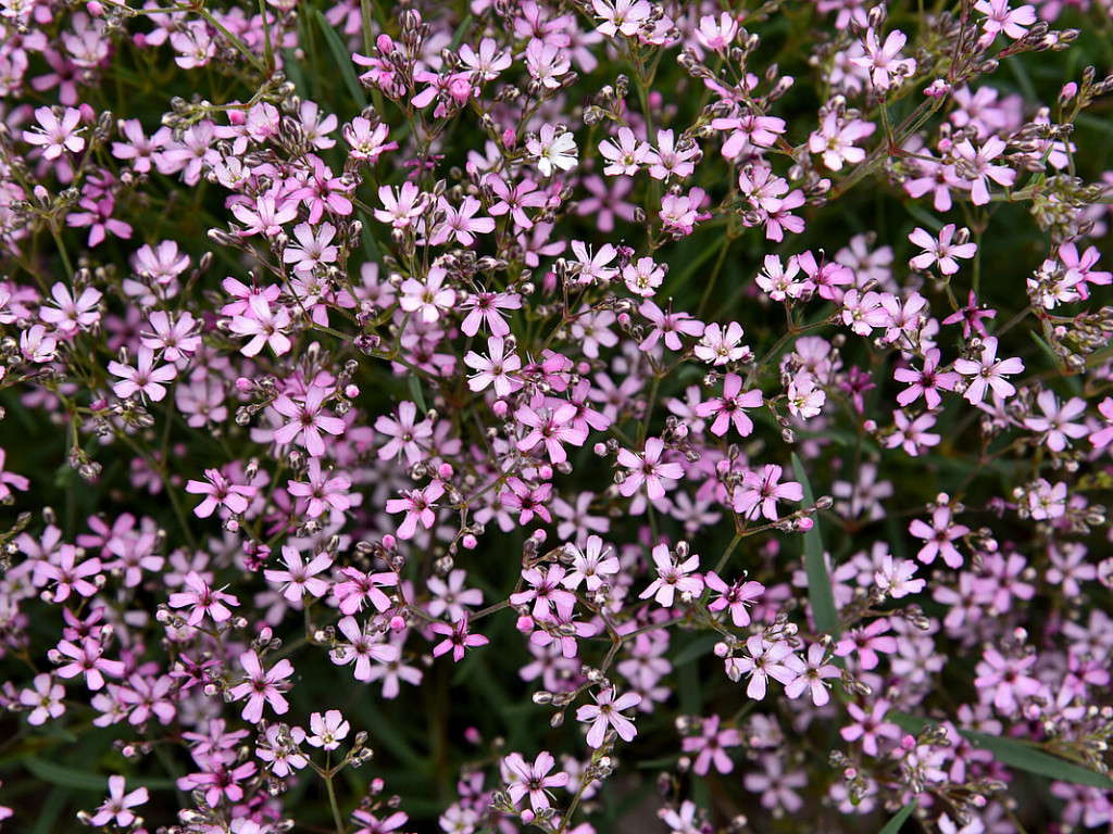 Gypsophila Knuddel - Gypsomilka, kont. 0,5 l