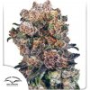 Dutch Passion - Blueberry 5 ks - Semená neobsahujú THC